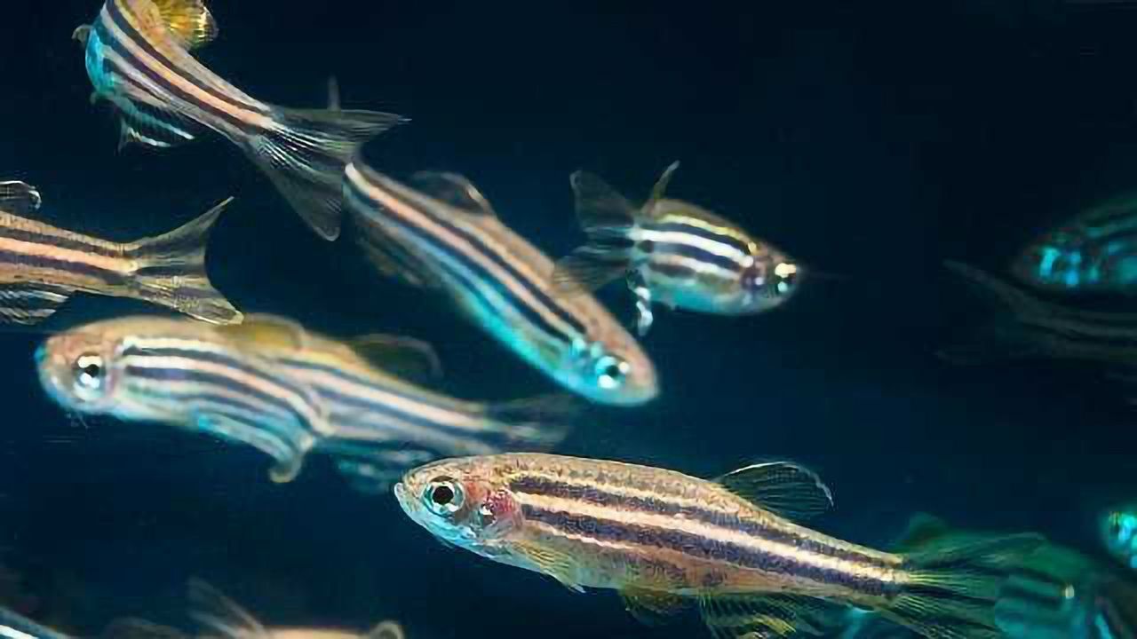 Our Reaction to Environmental Chemicals May Be Genetically Determined