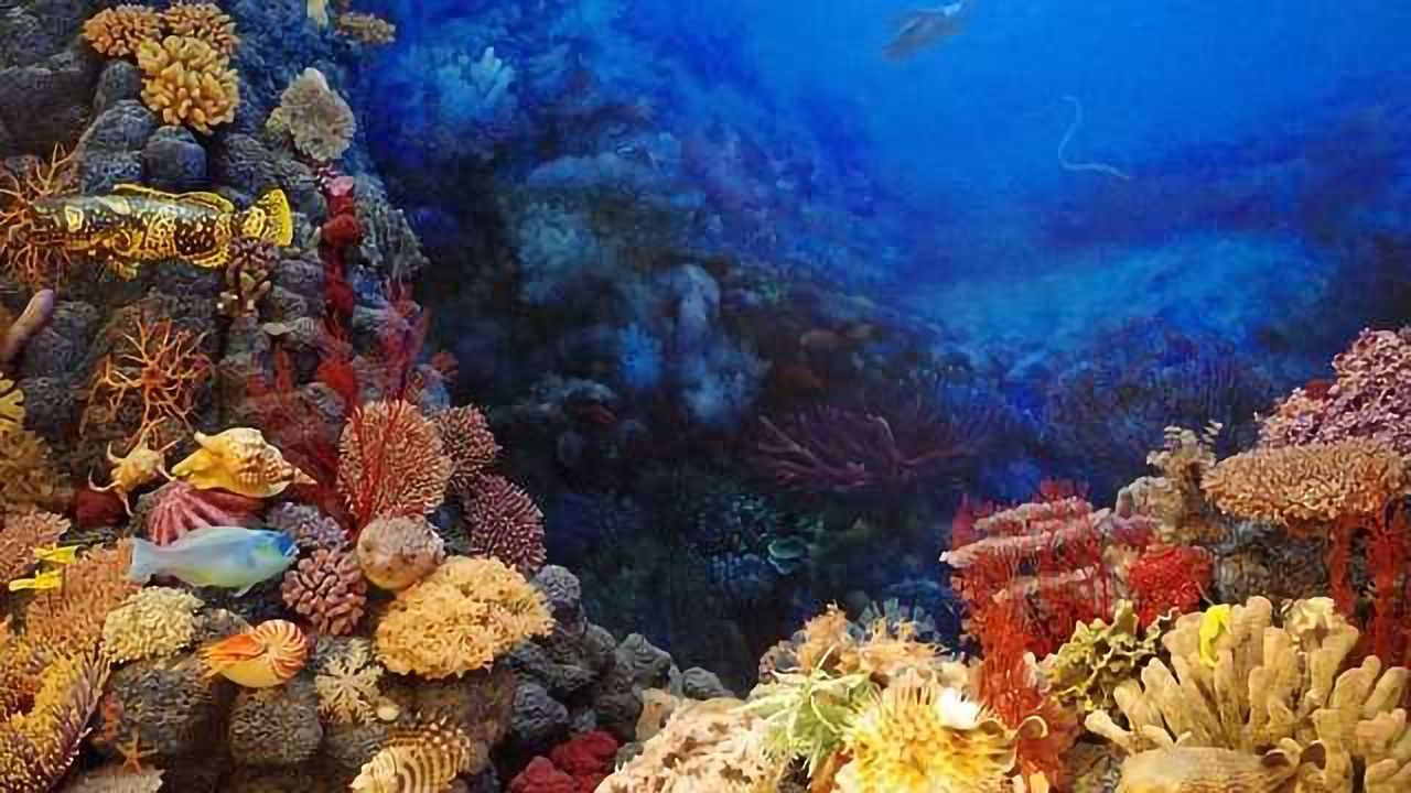 Advanced Spectroscopy Reveals Coral Skeleton Formation