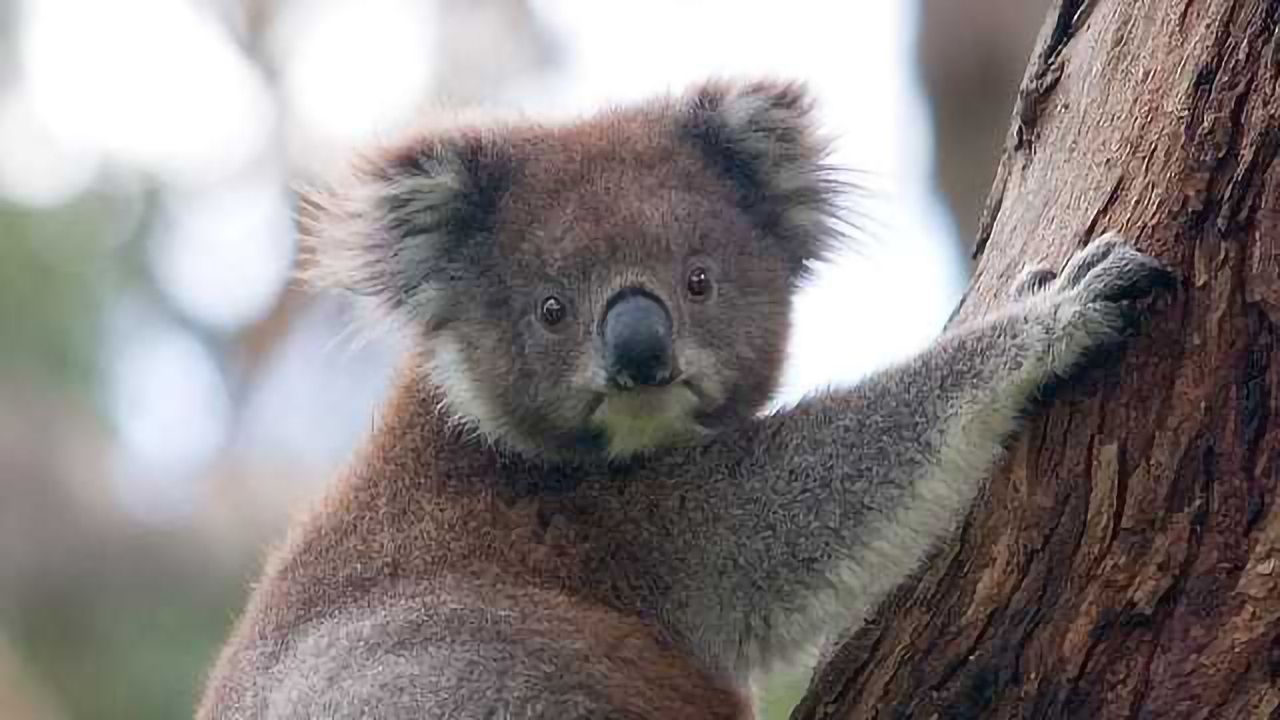 Koala Genome Sequenced for First Time