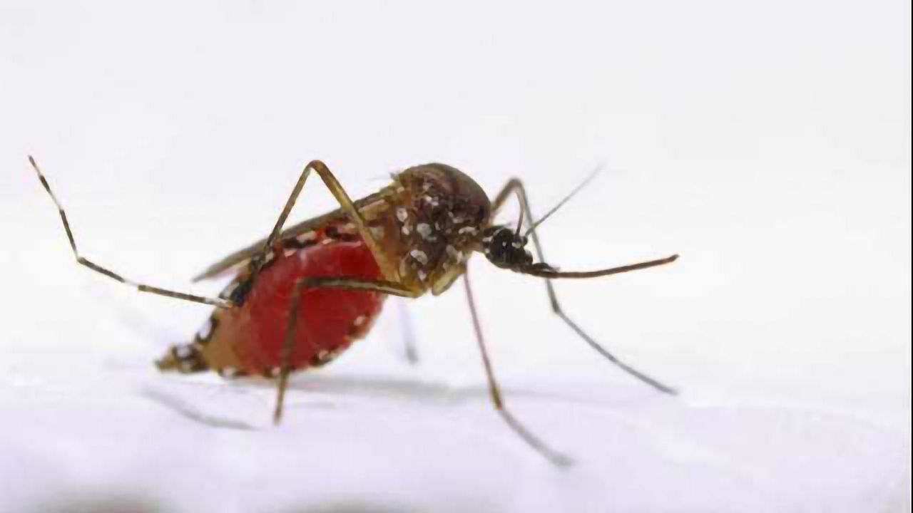 Veterinary Flea & Tick Drugs Could Stop Outbreaks of Malaria & Zika