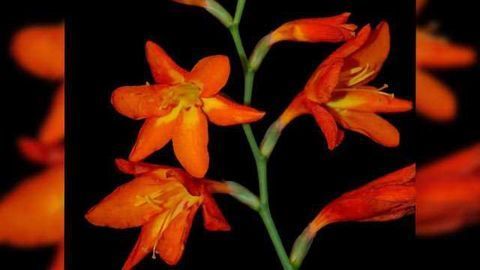 Plant Produces a Promising Anti-diabetes Compound