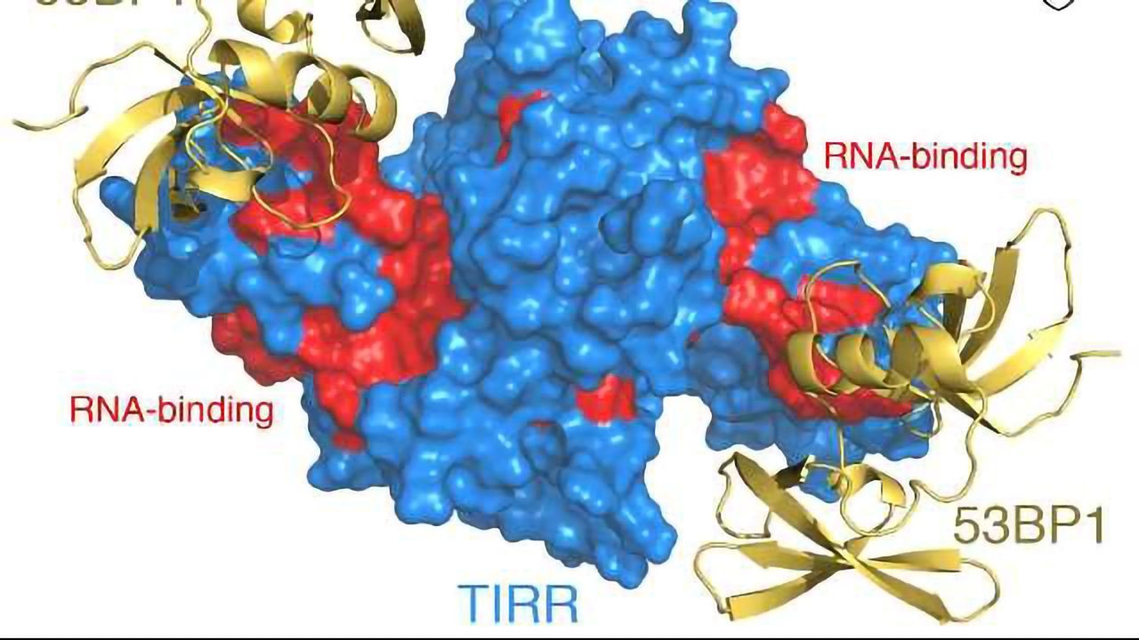 On/Off Switch for DNA Repair Protein Found