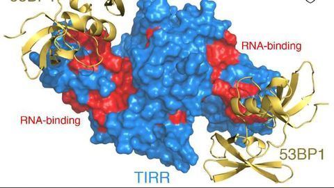 On/Off Switch for DNA Repair Protein Found