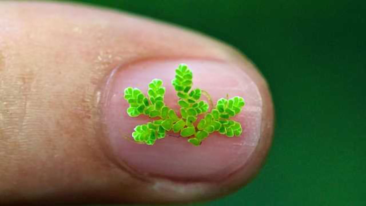 First Fern Genome is Sequenced, Four Years After Crowdfunding