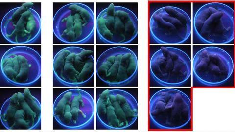 Biological Switch Can Control Genome Editing