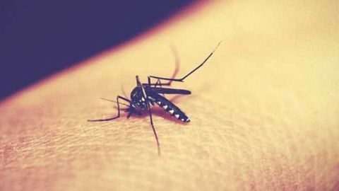 Killer Immune Cells that Halt Malaria Could Hold Key to New Vaccines