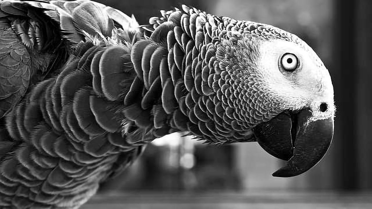 The Secret to Parrot Intelligence is Out