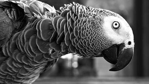 The Secret to Parrot Intelligence is Out