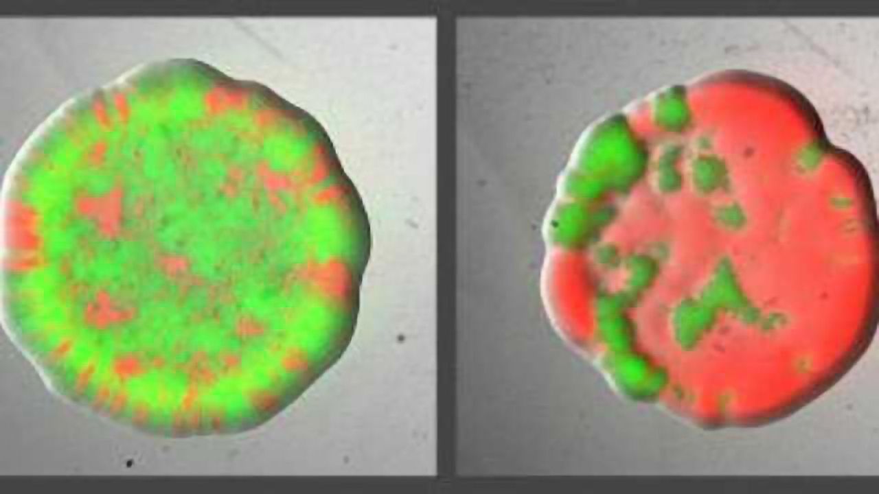 Bacteria Fight Competitors by Turning them Against Each Other