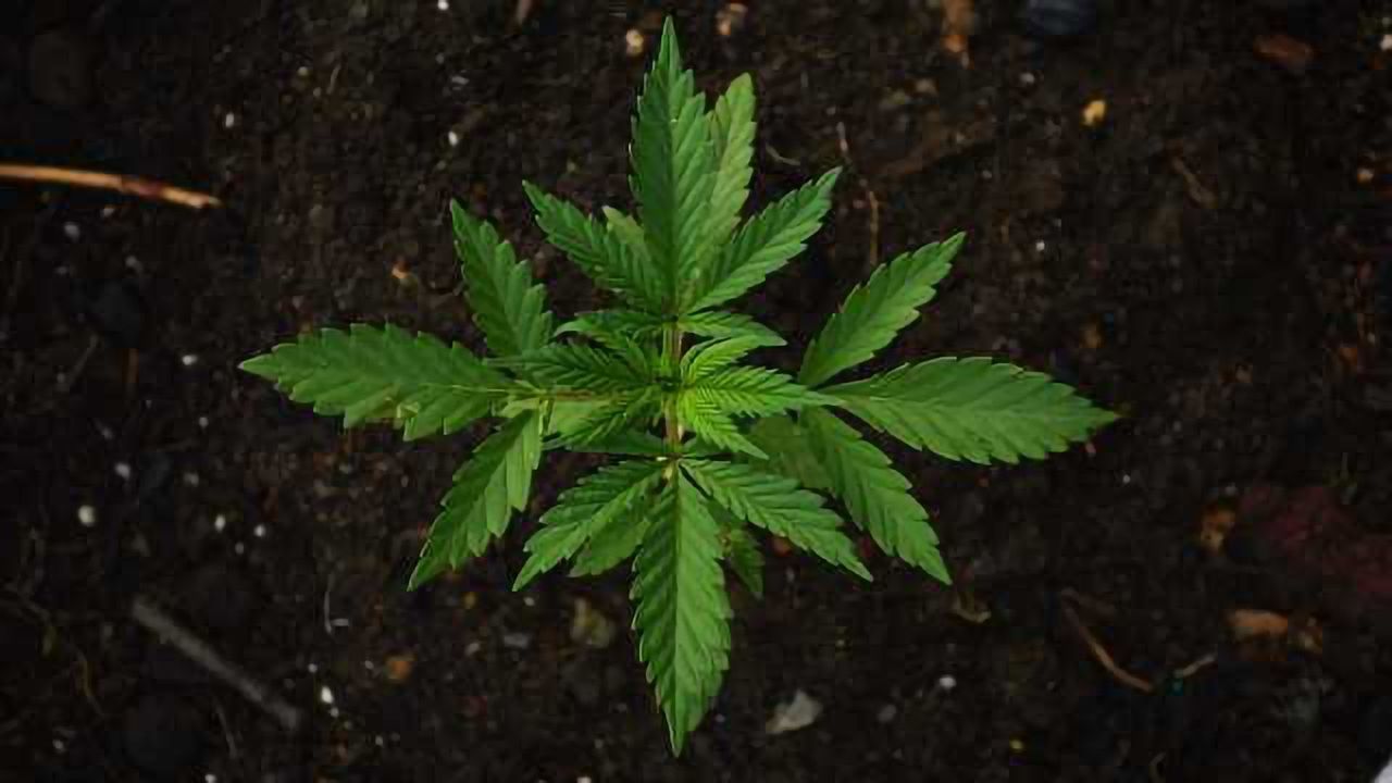 Study Finds no Strong Evidence That Cannabis Reduces Chronic Pain