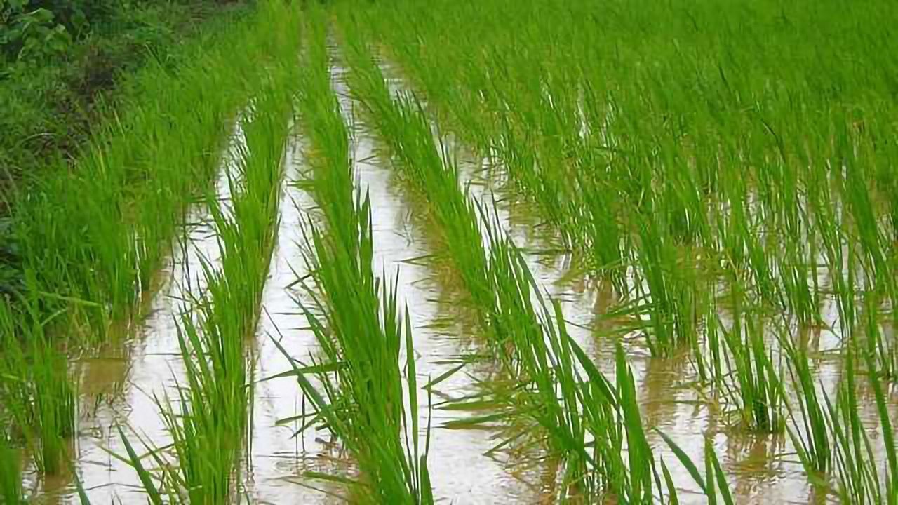 Swapping Crops Could Save Water and Improve Nutrition