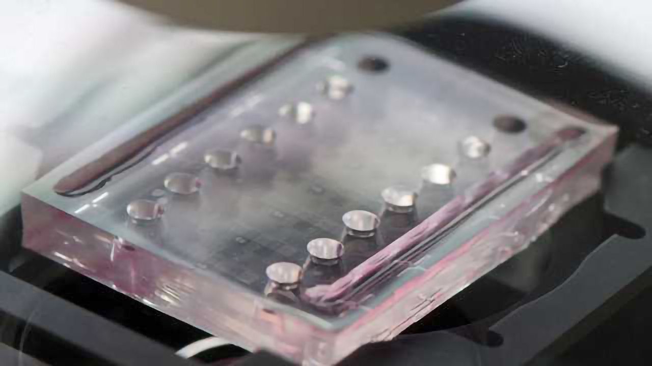 AMSBIO Launch New Screening Company