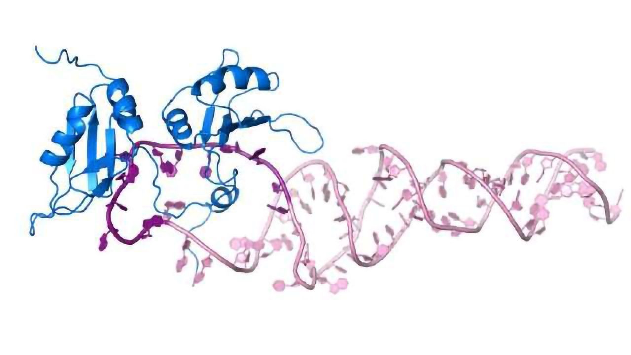 Insights into the Maturation of miRNAs