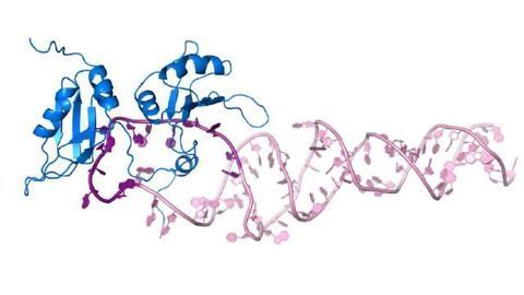 Insights into the Maturation of miRNAs