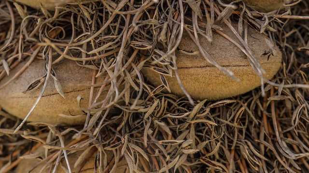 Self-Healing Mechanism Protects Seeds