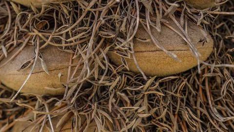 Self-Healing Mechanism Protects Seeds