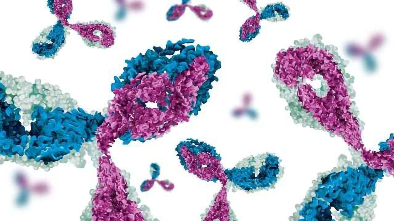 Developing Bispecific Antibodies