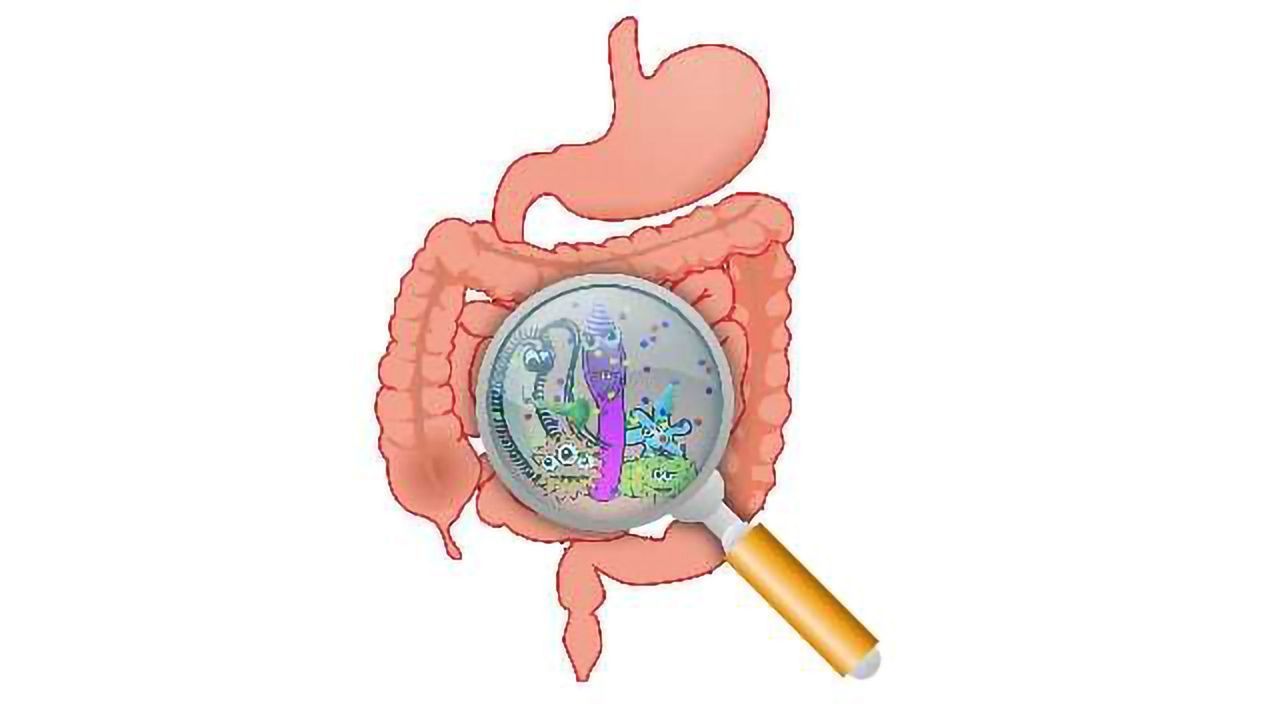 A Pregnant Woman’s Diet May Influence Her Baby’s Gut Bacteria