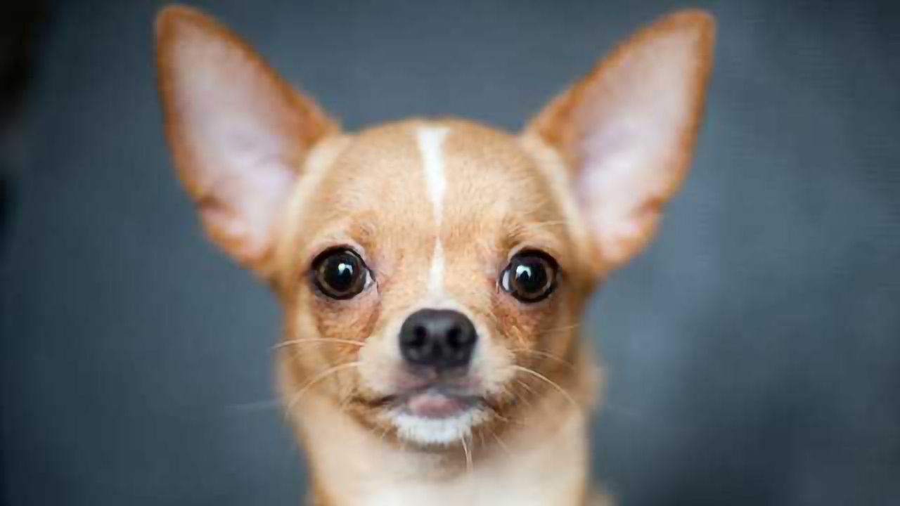 European Dog Breeds Almost Entirely Wiped out Native American Dogs