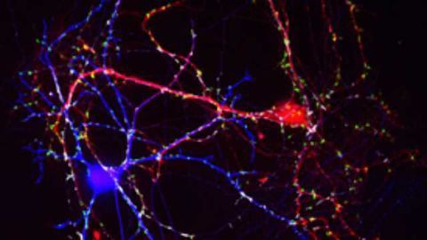 Neuronal Barcodes Underlie Brain's Complexity