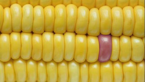 Update to Ongoing Foodborne Listeria Outbreak