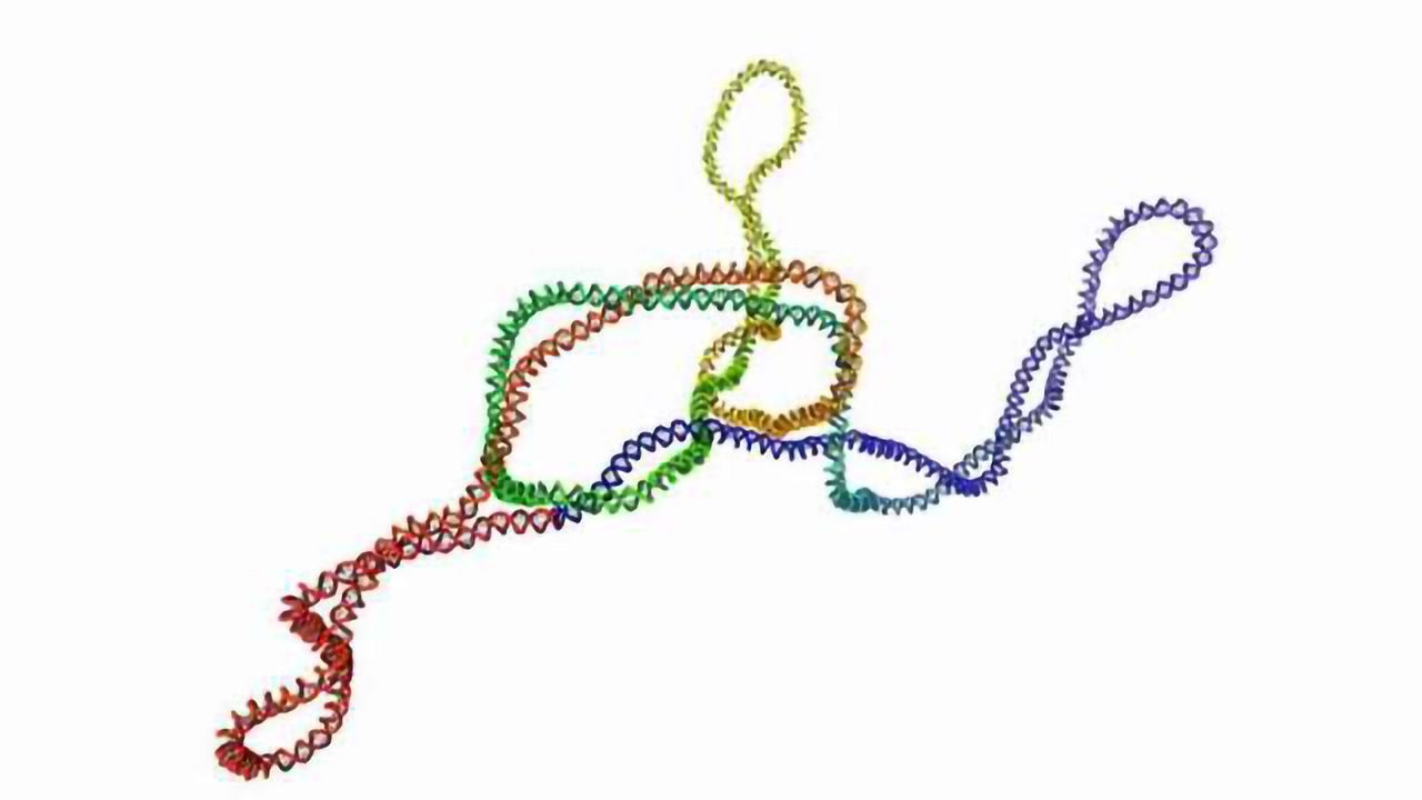 Supercoil Me! The Art of Knotted DNA Maintenance