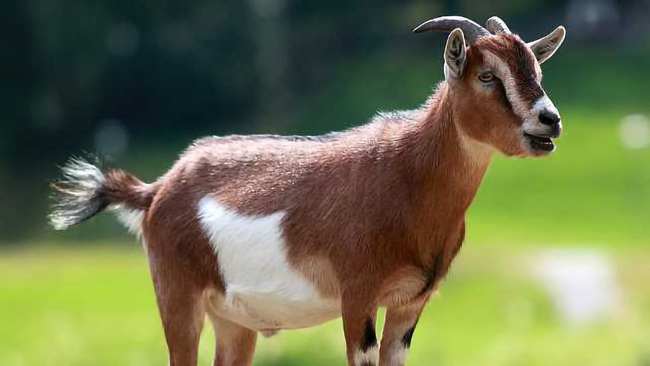 Ancient Goat Genomes Reveal a Mosaic of Domestication