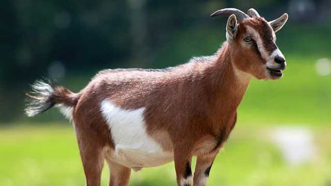 Ancient Goat Genomes Reveal a Mosaic of Domestication