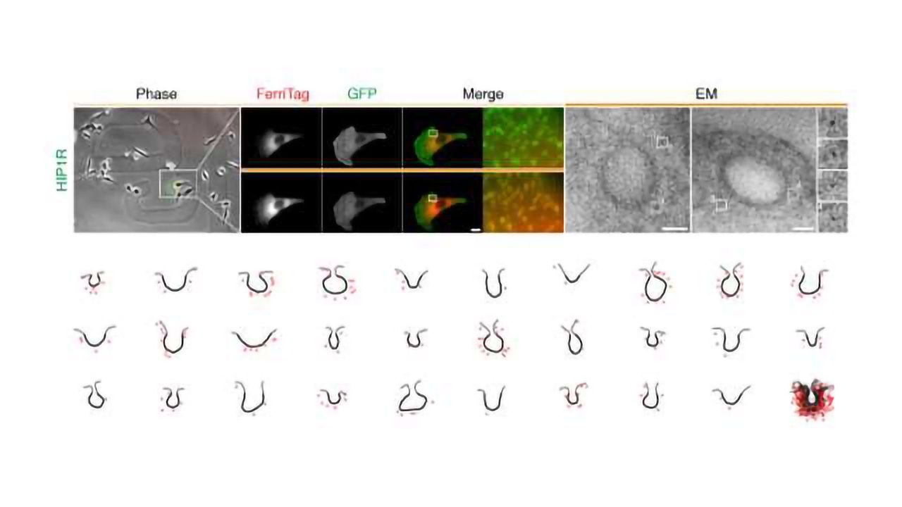 FerriTag Techniques Enables View of Proteins Inside Human Cells