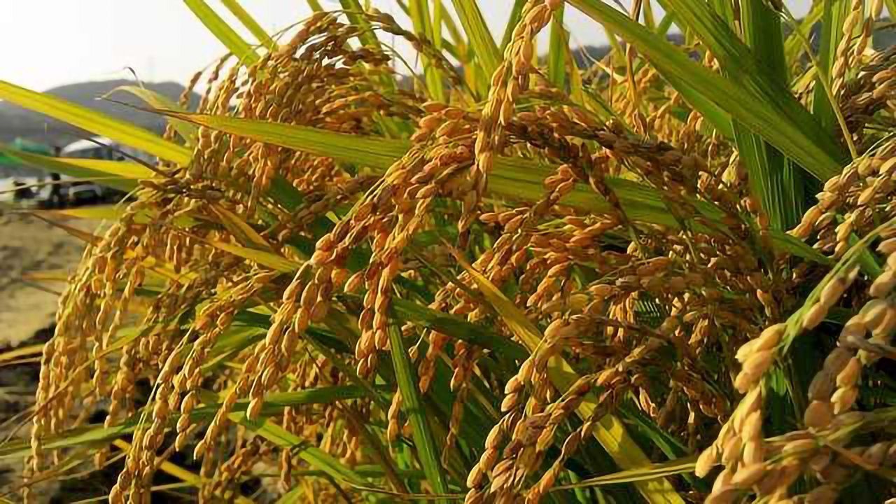 Unprecedented Details of Plant-Pathogen Co-evolution Revealed