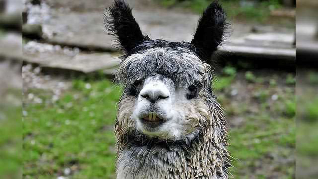 Llama-Derived Nanobody Could Be Used to Tackle Hard-to-Treat Diseases