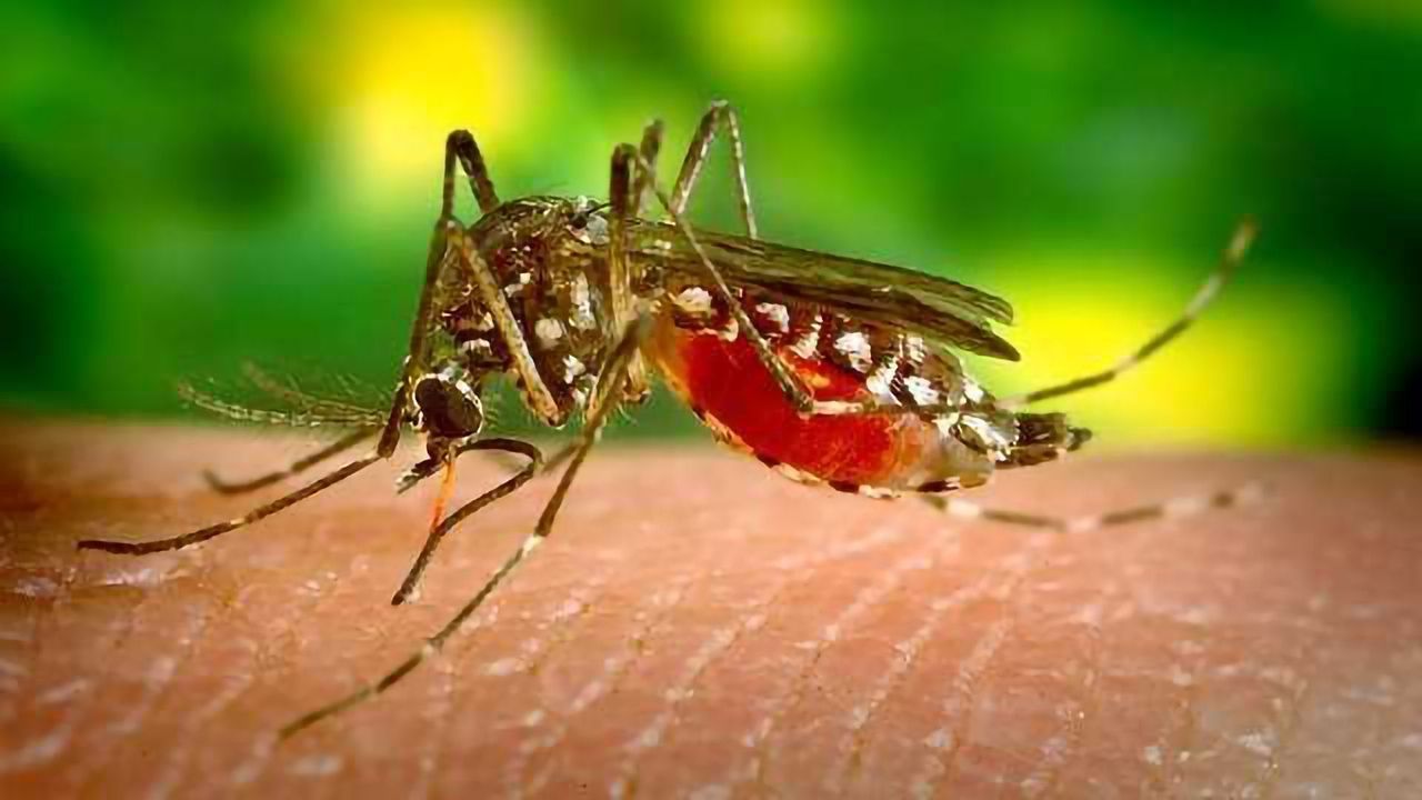 Do Mosquitoes Always Bite You? -Neuroscientists explore how they decide who to bite