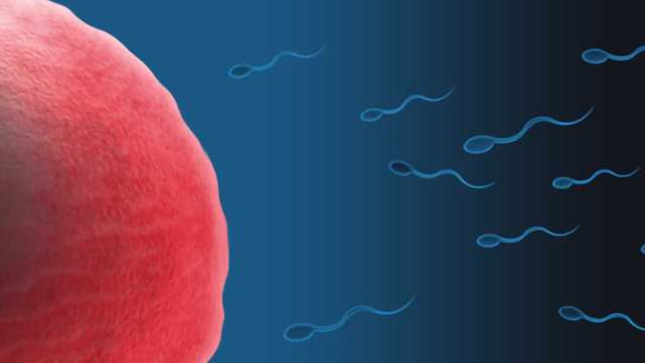 Protein Repairs Gene Damage in Sperm Precursors