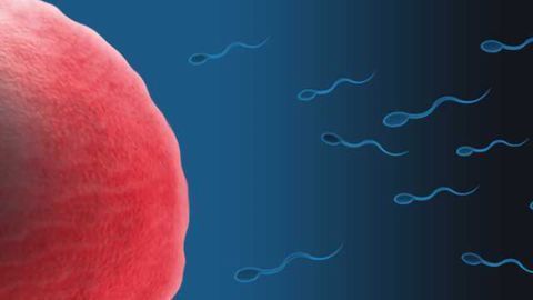Protein Repairs Gene Damage in Sperm Precursors