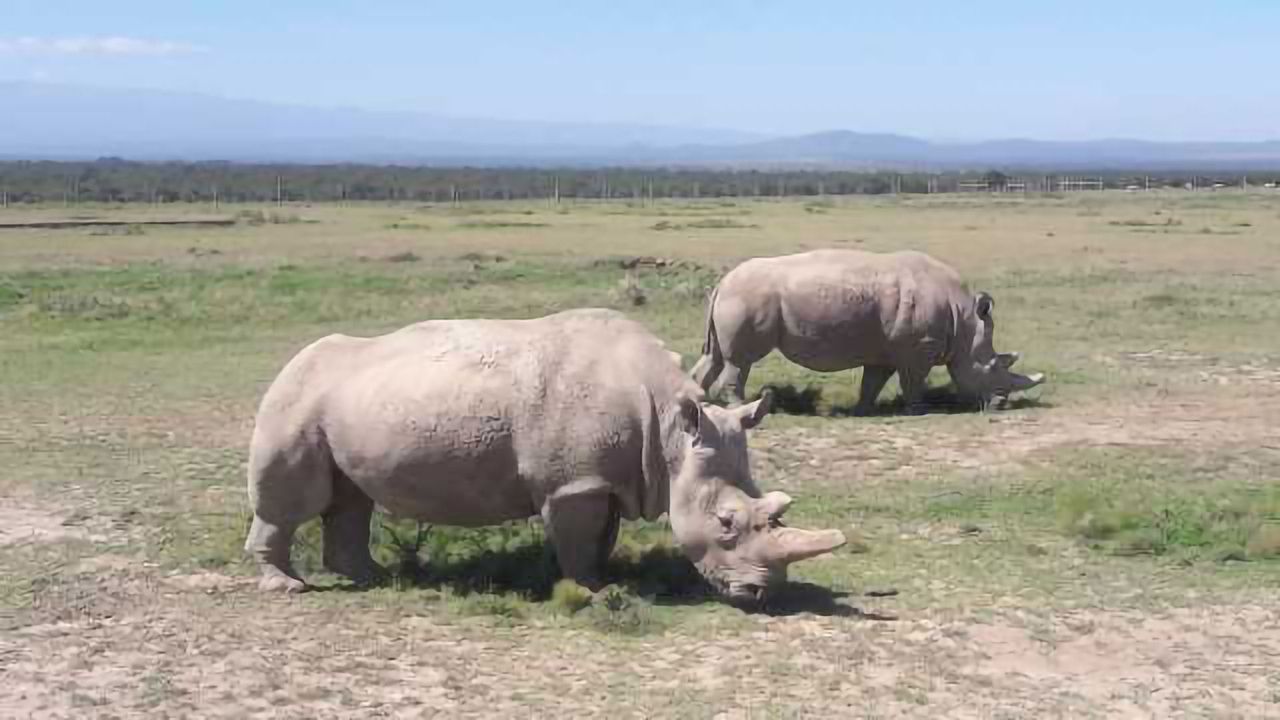 First Rhinoceros Embryos Generated in the Lab