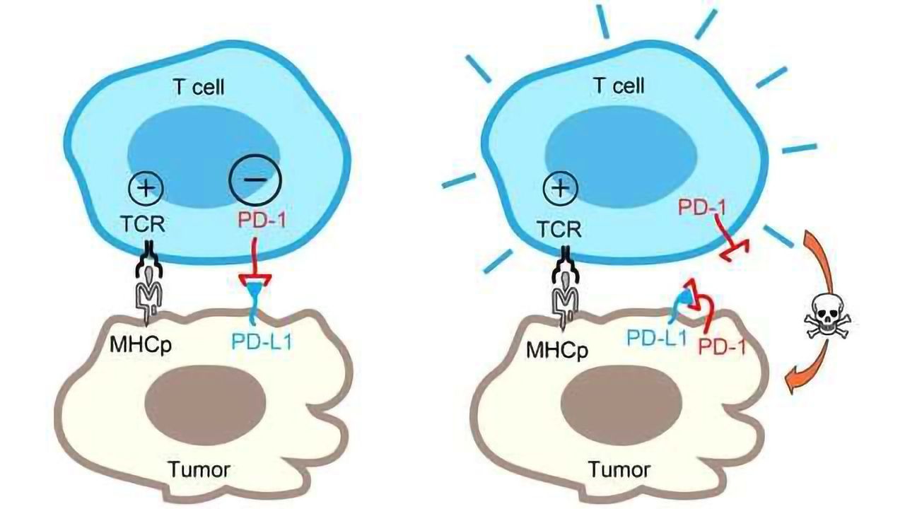 An Unexpected Twist in the Tumor Versus T Cell Battle