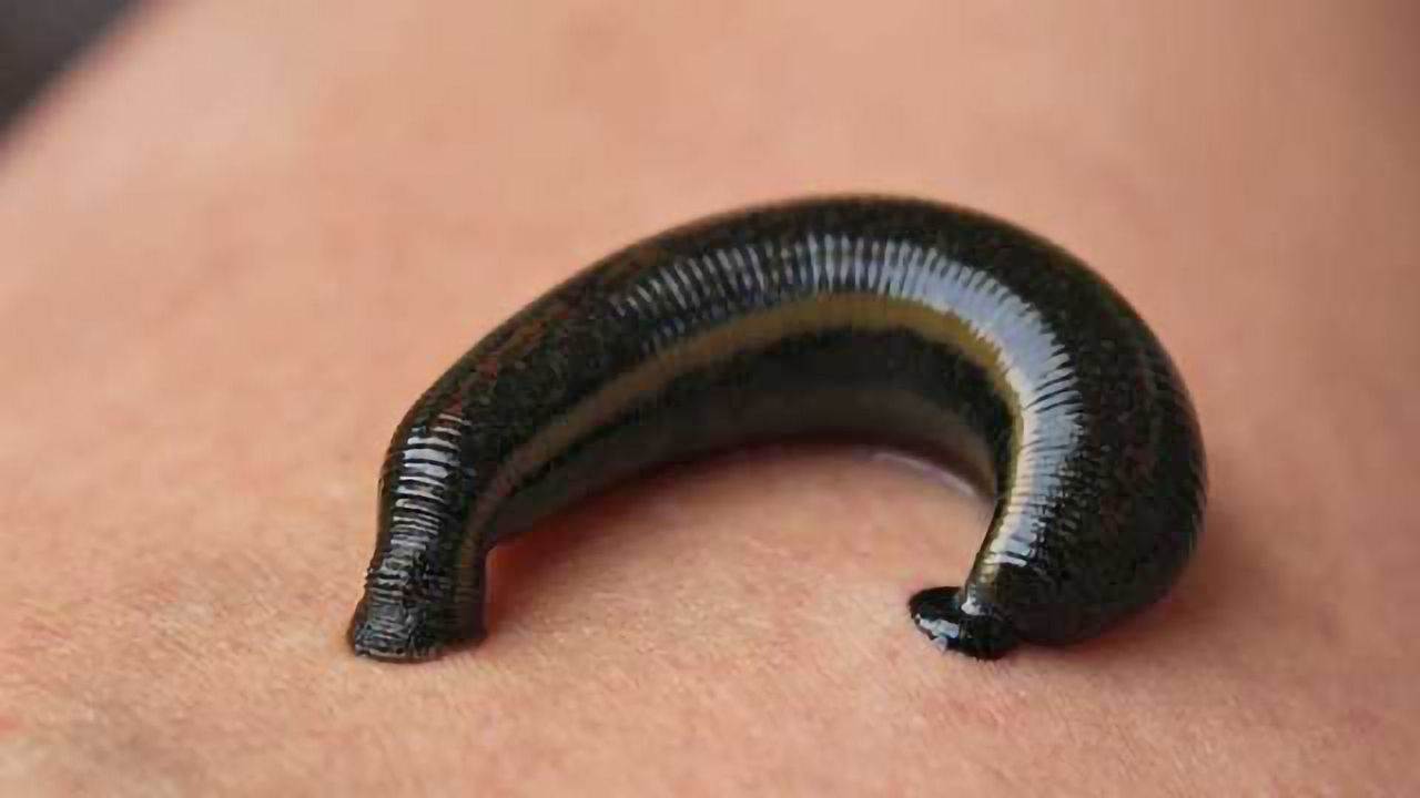 Blood Clotting Ability of Leeches Revealed
