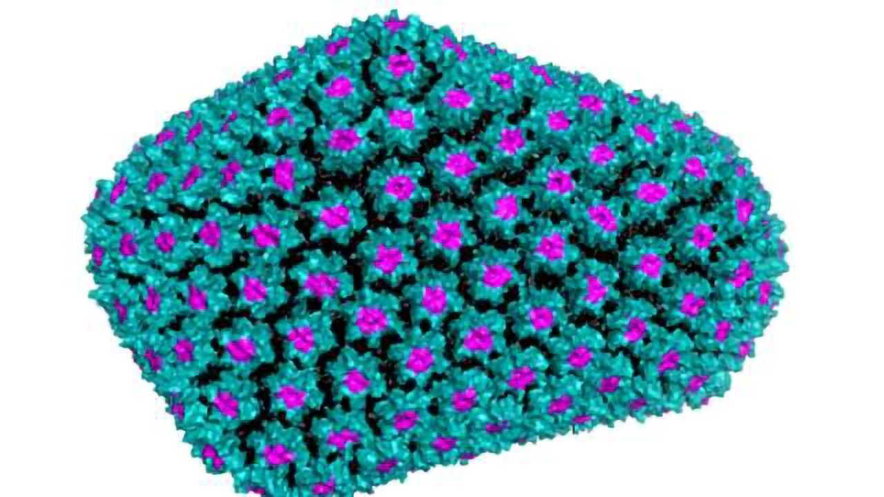 How HIV is Shielded from Immune Attack
