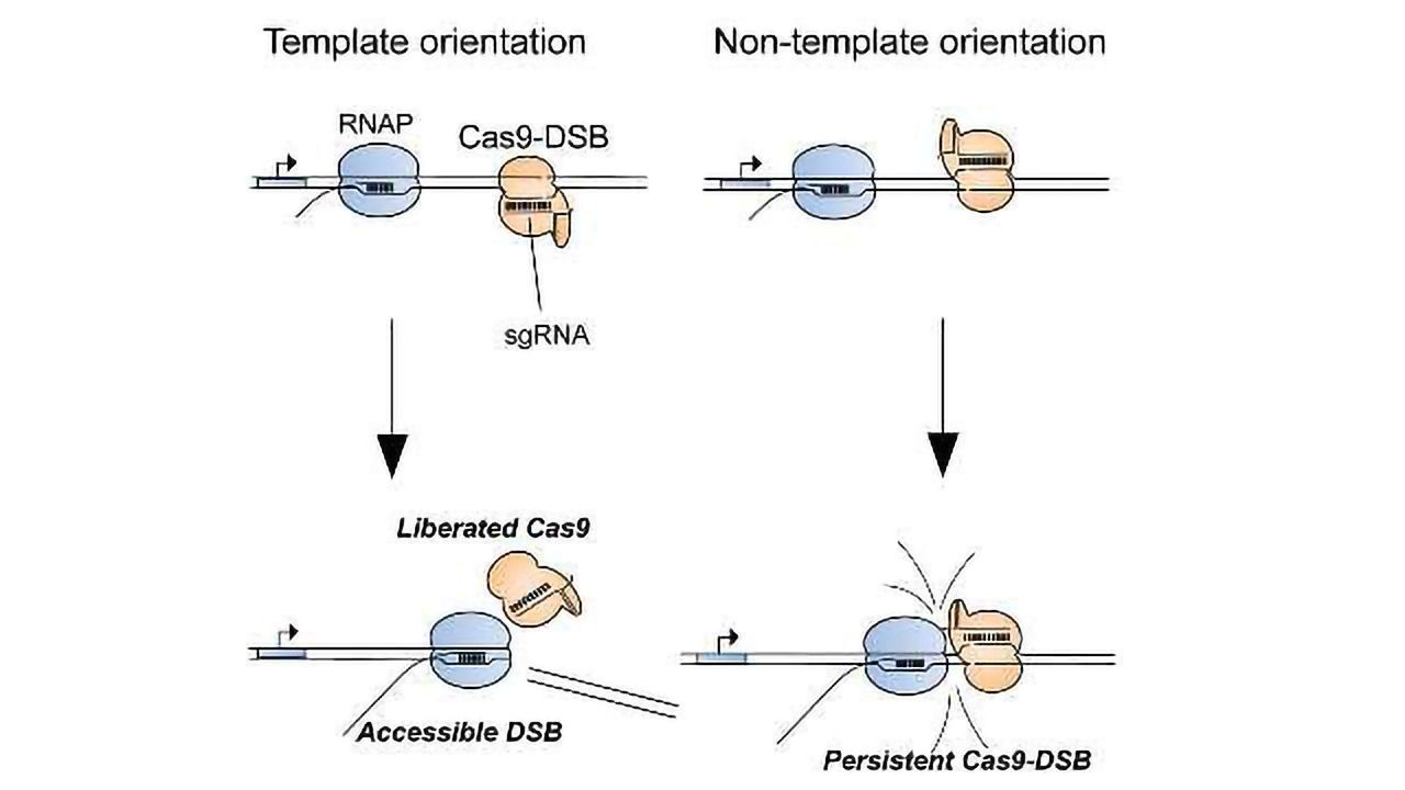 Why CRISPR Doesn't Always Work