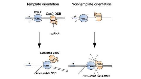 Why CRISPR Doesn't Always Work