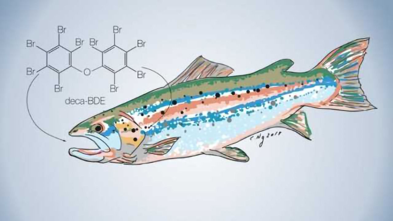 Toxic Chemicals in Our Food Predicted Accurately by Livestock Feed