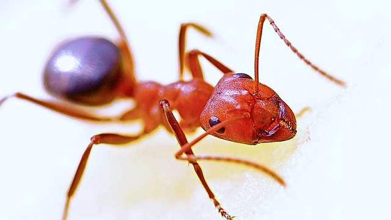 Mimicking Insects the Future of Robot Design