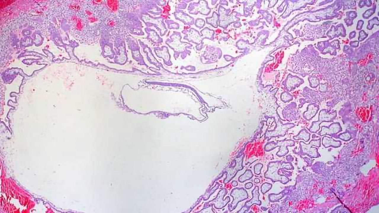 Marks to Prove It: Scientists Observe the Earliest Days of Our Epigenome