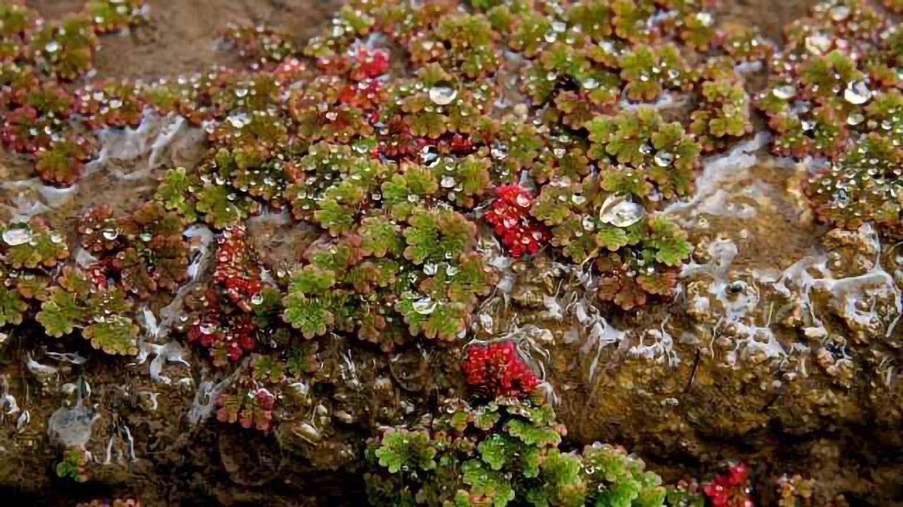 Tiny Fern Holds Big Environmental Promise