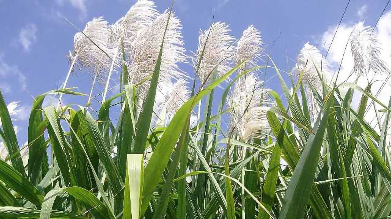The Complex Sugarcane Genome is Decoded