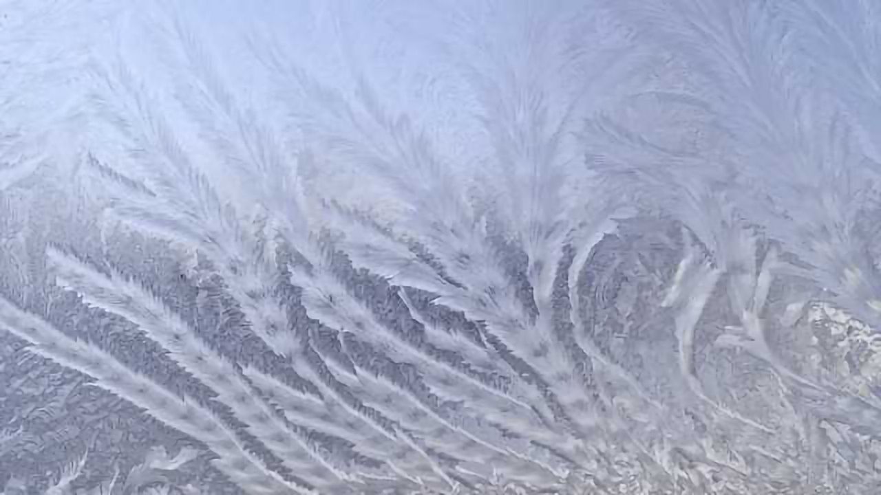 Nature's Antifreeze Inspires Cryopreservation Advances