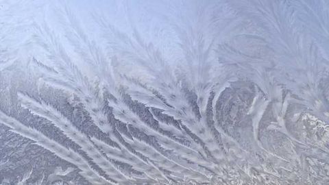 Nature's Antifreeze Inspires Cryopreservation Advances