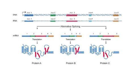 Alternative Gene Splicing is Crucial to Muscle Mass Maintenance