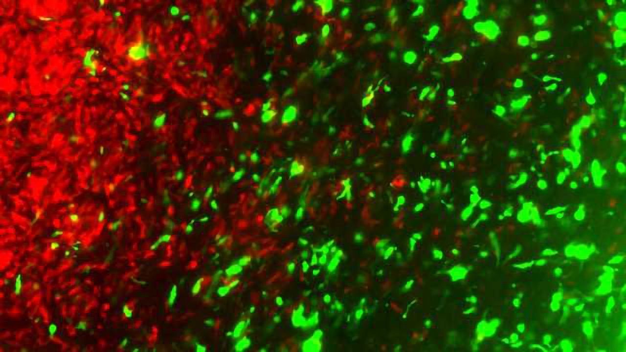 CRISPR Helps Fight Cancer... With Cancer