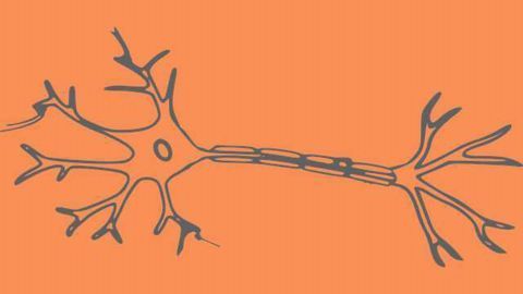 The Puzzle of Axonal Geometry May Have Been Solved, Could Influence Machine Learning